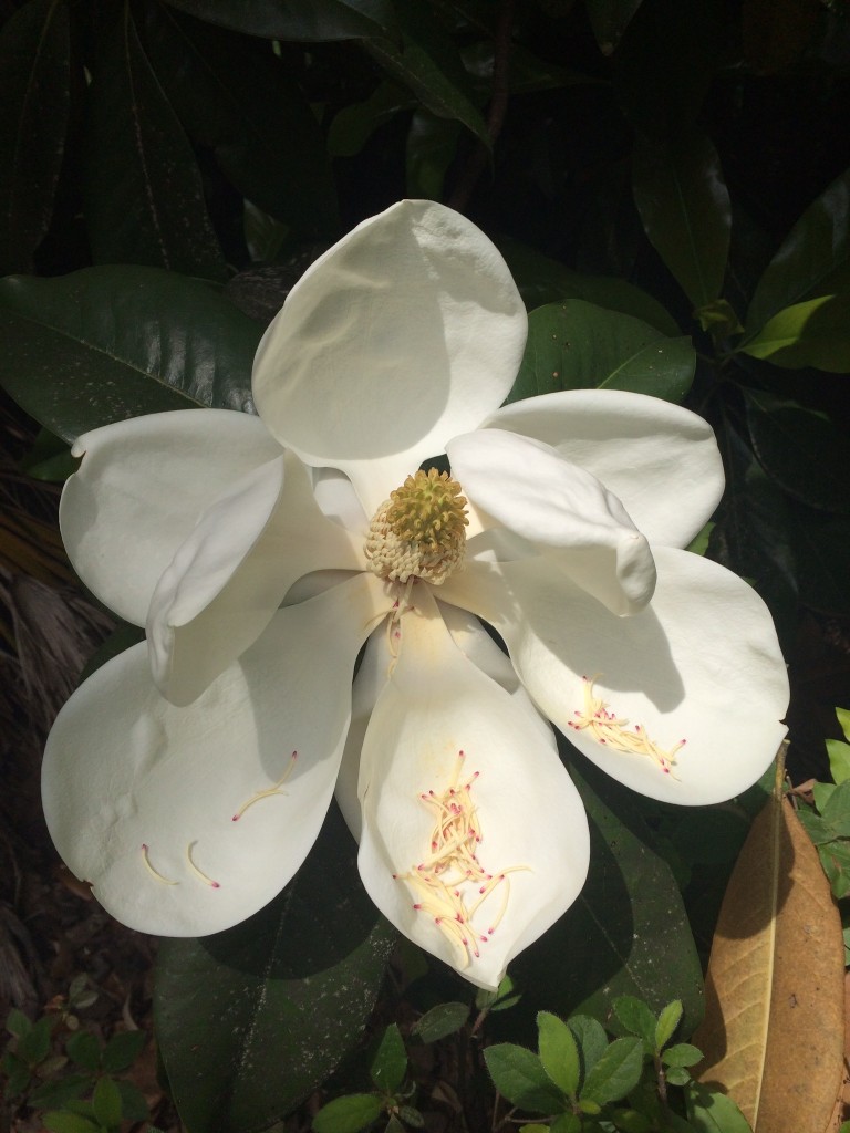 Southern-Magnolia-Blossom