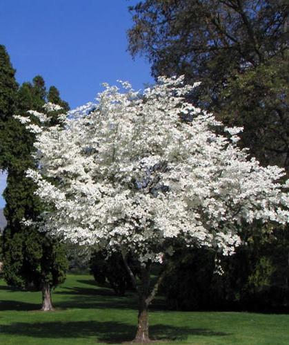 American Dogwood-image