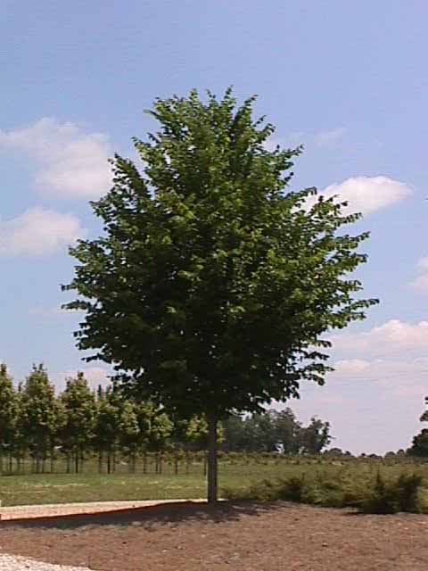 American Princeton Elm-image