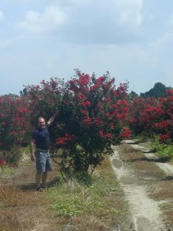 Arapahoe Crape Myrtle-image