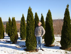 Emerald Green Arborvitae-image