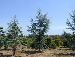 Atlas Cedar-image