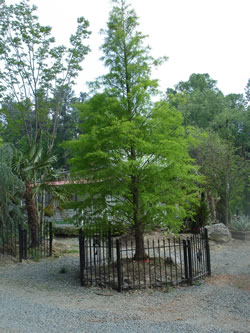 Bald Cypress-image