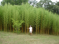 Yellow Groove Bamboo-image