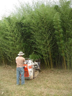 Bissetti Bamboo-image