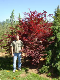 Bloodgood Japanese Maple-image