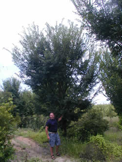 Bosque Elm-image