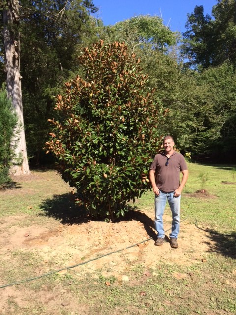 Bracken's Brown Beauty Southern Magnolia-image