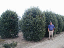 Burford Holly-image