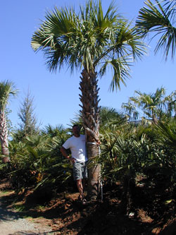 Cabbage Palm-image