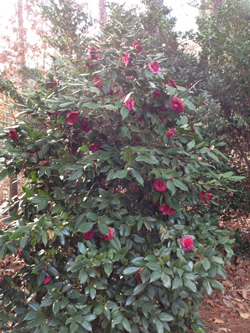 Camellia Japonica-image