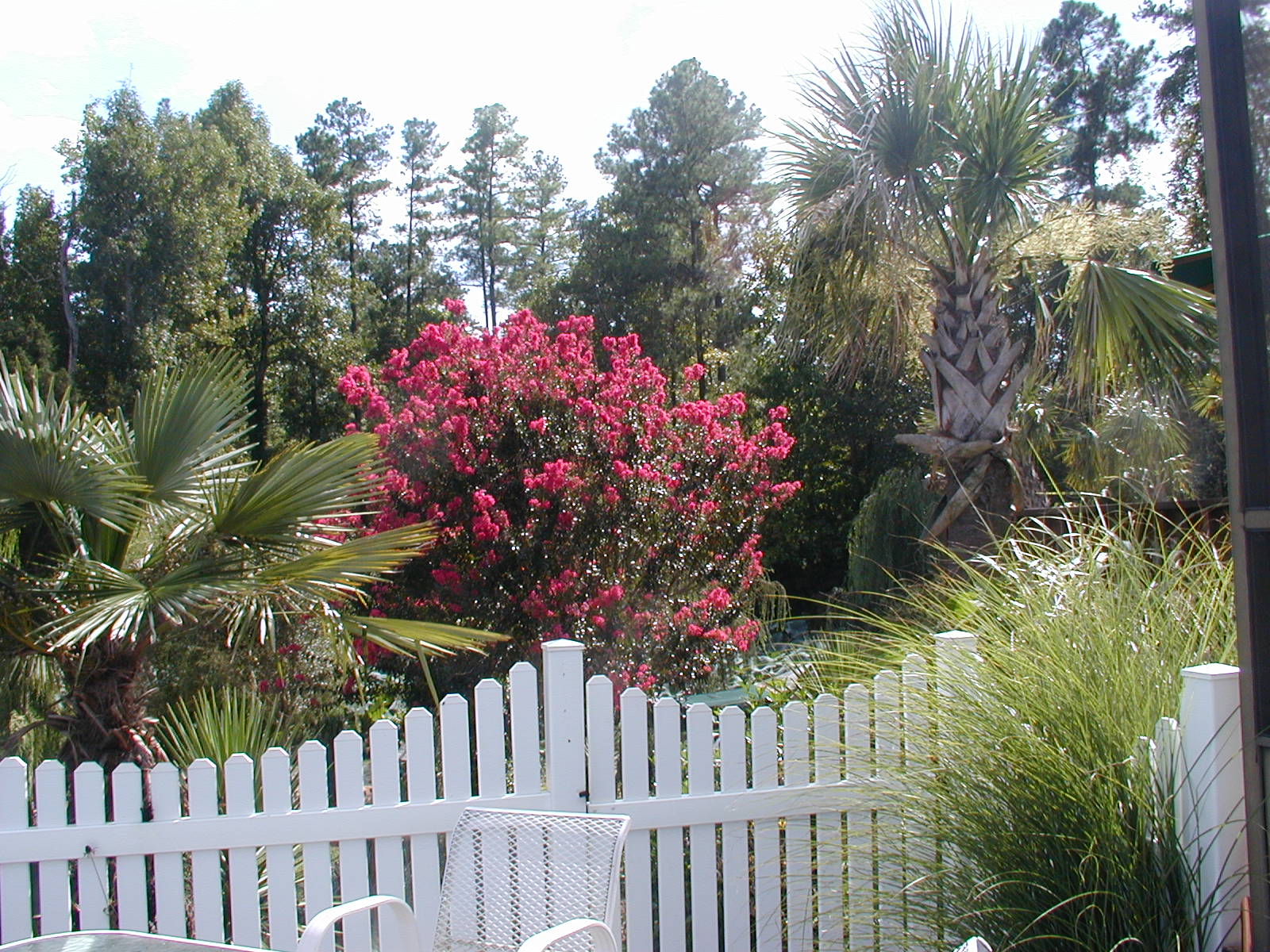 Crape Myrtle Carolina Beauty-image