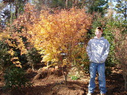 Coral Bark Japanese Maple-image