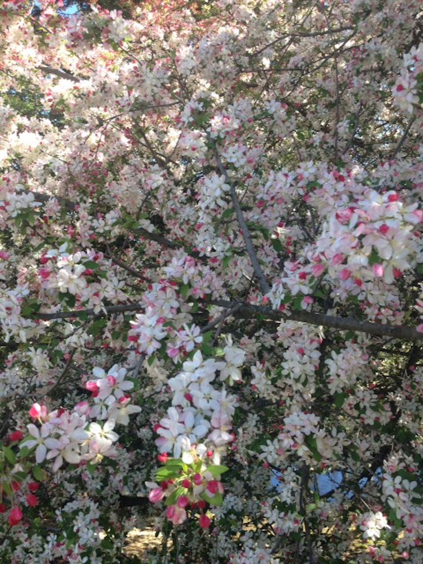 Flowering Crab Apple-image