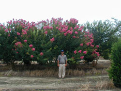 Biloxi Crape Myrtle-image