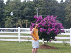 Catawba Crape Myrtle - Multi-Stem-image