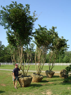 Tuskeegee Crape Myrtle - Multi-trunk-image