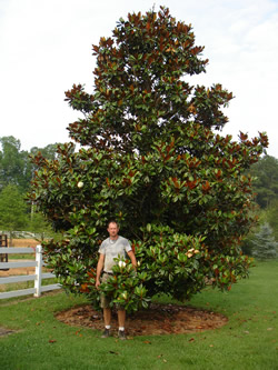 D.B. Blanchard Southern Magnolia-image