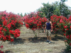 Dynamite Crape Myrtle - Multi-Stem-image