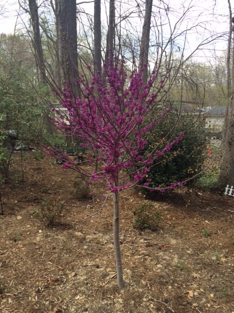 Eastern Red Bud-image