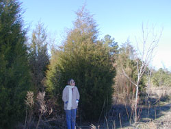 Eastern Red Cedar-image