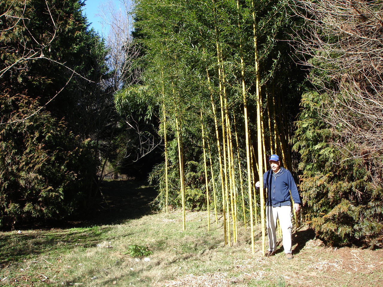 Golden Crookstem-image