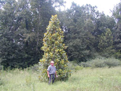 Heirloom Southern Magnolia-image