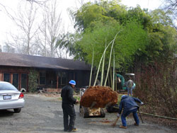 Japanese Timber Bamboo-image