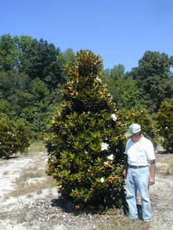 Lil' Gem Southern Magnolia-image