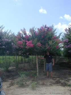 Miami Crape Myrtle-image