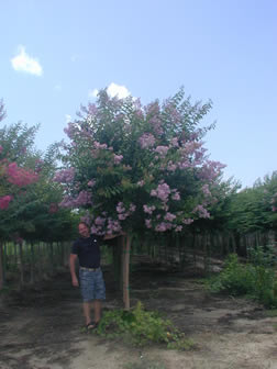 Muskogee Crape Myrtle-image