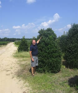 Oak Leaf Holly-image