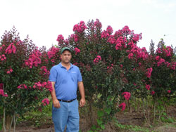 Pink Velour Crape Myrtle-image