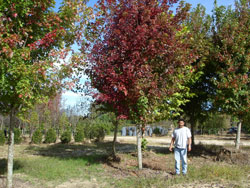 Red Maple October Glory-image