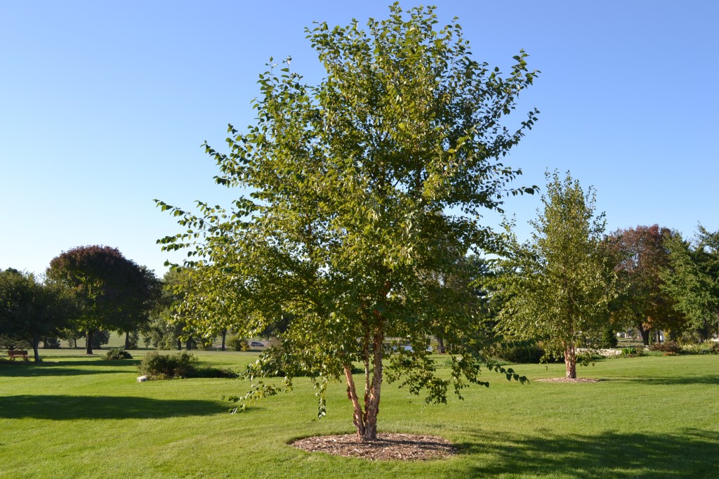 River Birch-image