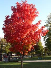 Sugar Maple with autumn foilage photo