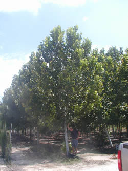 American Sycamore-image