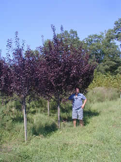 Thundercloud Plum-image