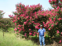 Tuscarora Crape Myrtle-image