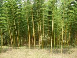 Vivax Timber Bamboo-image