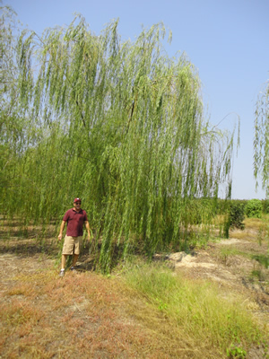 Weeping Willow main image