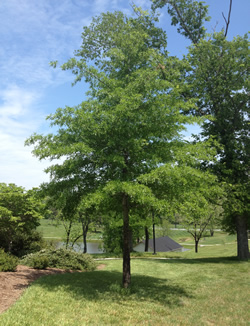 Willow Oak-image