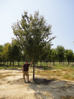 Zelkova Green Vase-image