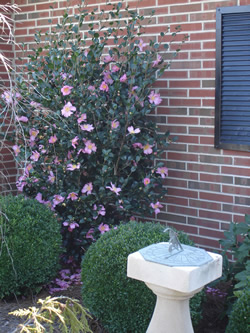 Sansanqua Camellia-image