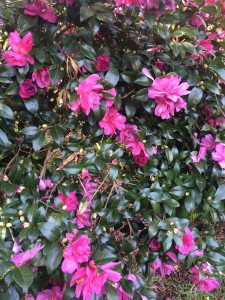 Camellia-Sasanqua-Blooms