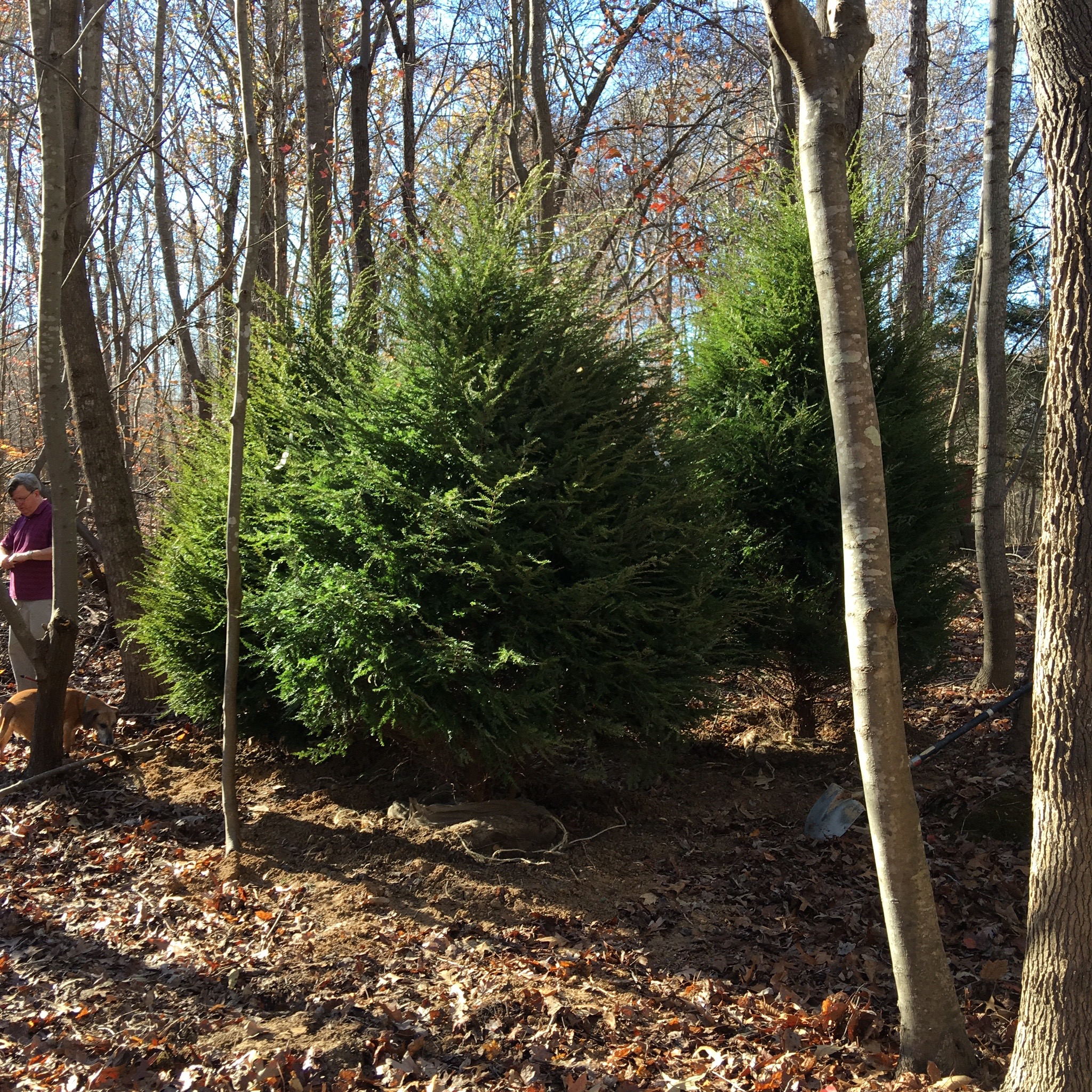 Eastern Canada Hemlock-image