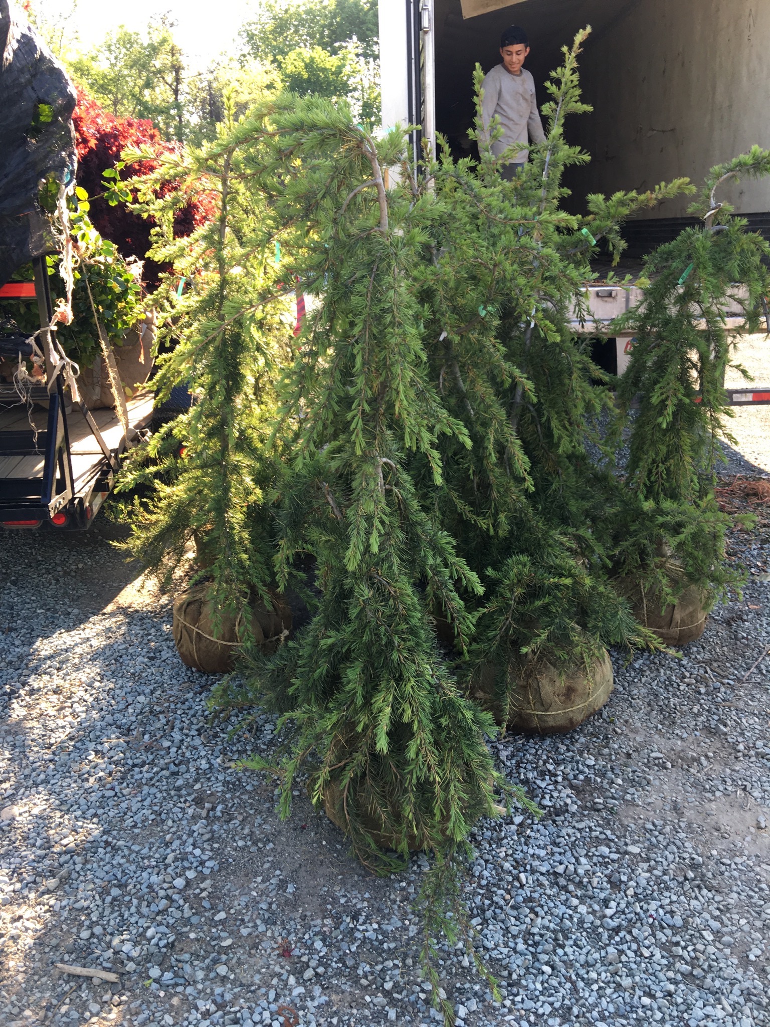 Kashmir Deodar Cedar-image