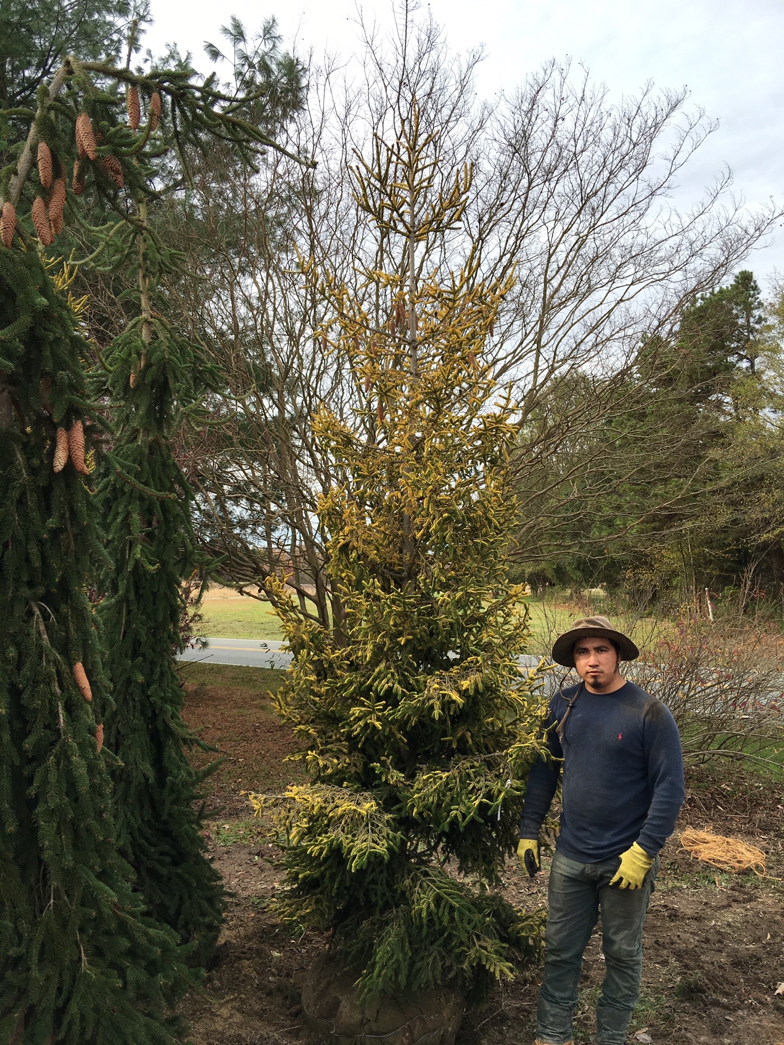 Skylands Oriental Spruce-image