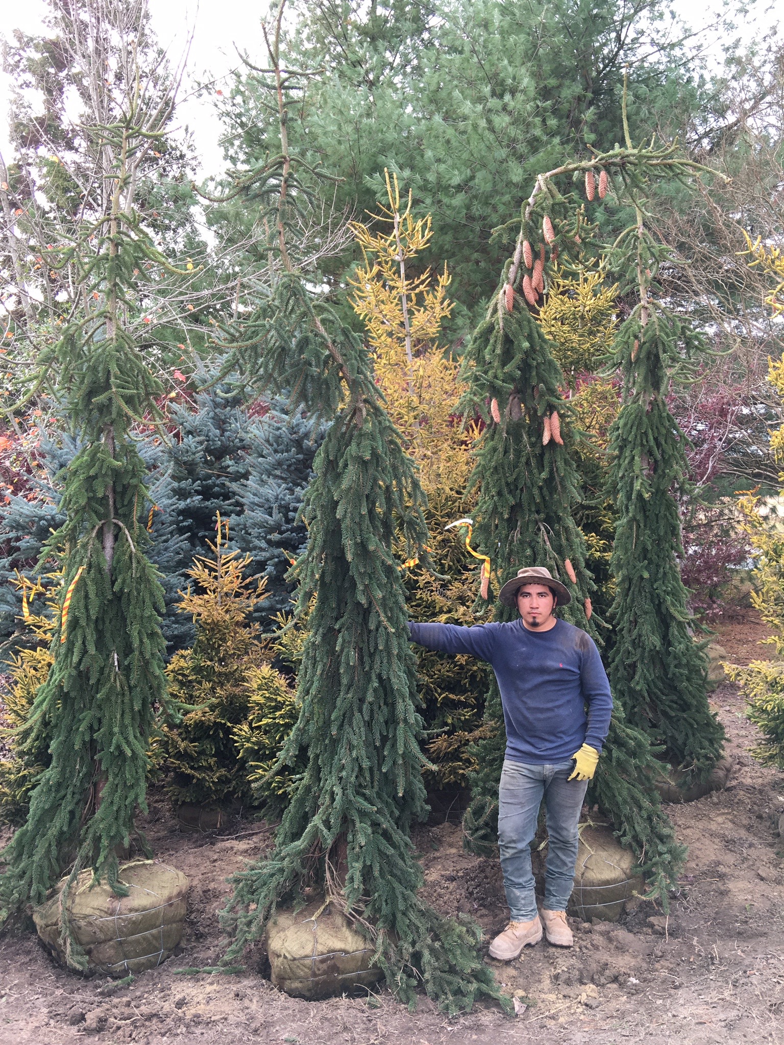 Weeping Norway Spruce-image