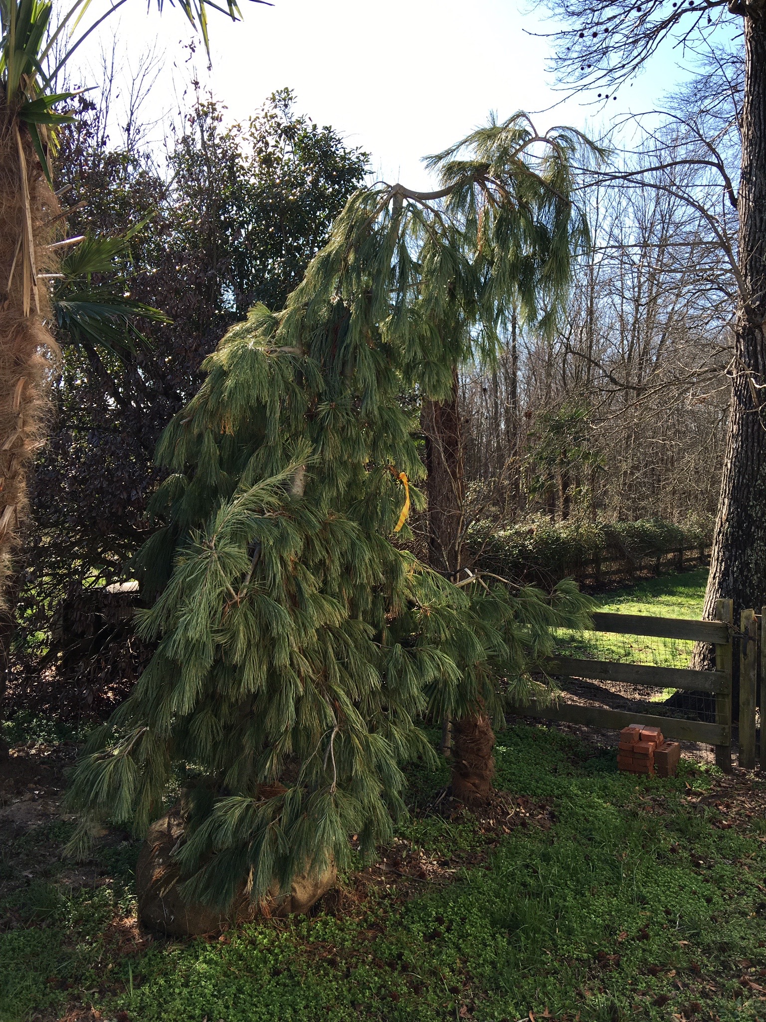 Weeping White Pine-image